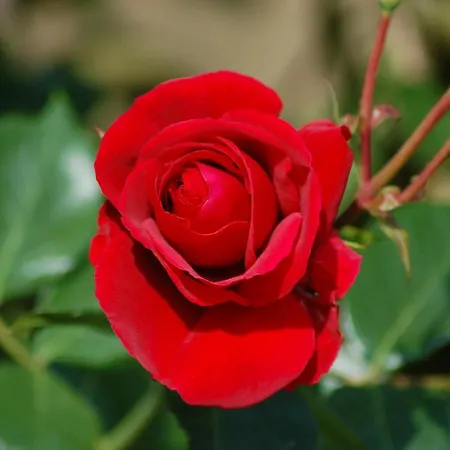 Ferienbauernhof Liesenberg Foersterhaus Buschwindroeschen Casa vacanze *