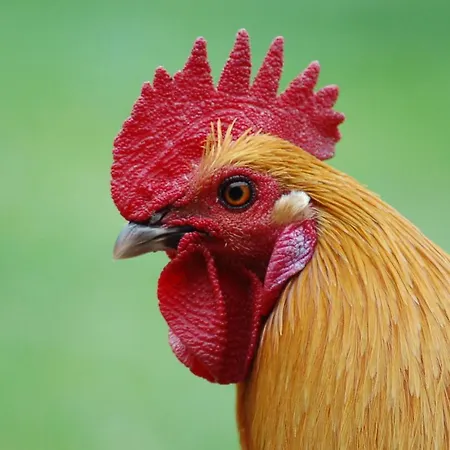 Ferienbauernhof Liesenberg Foersterhaus Buschwindroeschen *