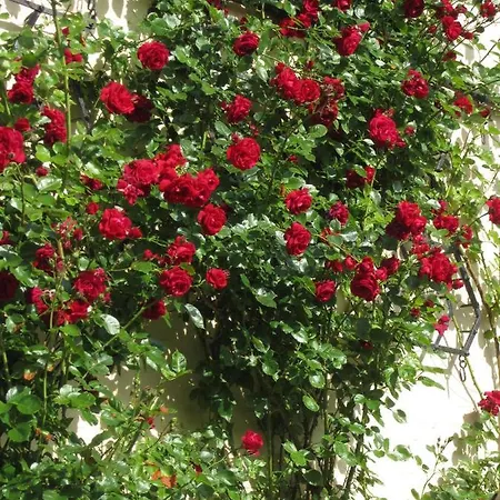 Ferienbauernhof Liesenberg Foersterhaus Buschwindroeschen 別荘 フェーマルン